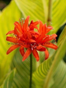 Sarniensis Gemengd Nerine Mixed (x 250)