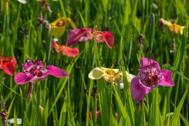 Pavonia Gemengd Tigridia Mixed (x 250)