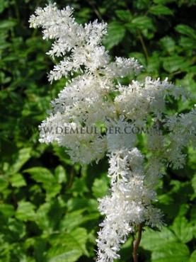 Arendsii Brautschleier Astilbe Brautschleier (x 25)