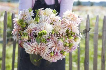 Cactus Of Semicactus Cafe De Paris Dahlia Café De Paris (x 35)