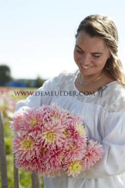 Cactus Of Semicactus Just Married Dahlia Just Married (x 35)