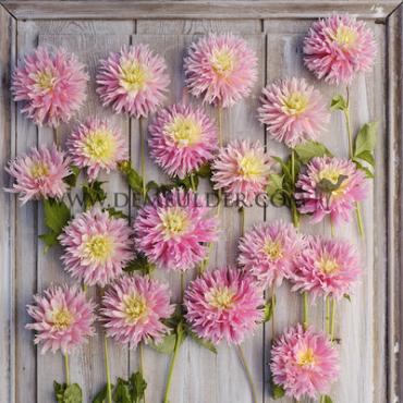 Cactus Of Semicactus Just Married Dahlia Just Married (x 35)