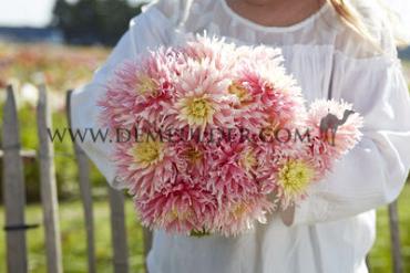 Cactus Of Semicactus Just Married Dahlia Just Married (x 35)