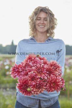 Cactus Of Semicactus Misses Dutch Dahlia Misses Dutch (x 35)