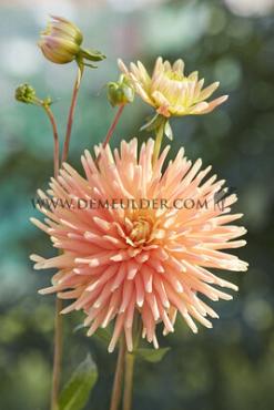 Cactus Of Semicactus P.G. Wodehouse Dahlia P.G. Wodehouse (x 35)