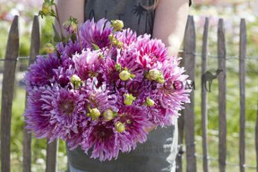 Cactus Of Semicactus Torsade Dahlia Torsade (x 35)