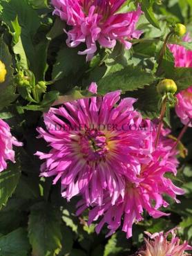 Cactus Of Semicactus Torsade Dahlia Torsade (x 35)