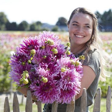 Cactus Of Semicactus Torsade Dahlia Torsade (x 35)