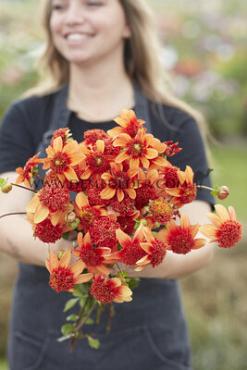 Anemone Flowered Josie Dahlia Josie (x 35)