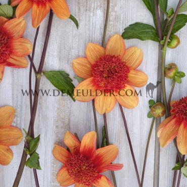 Anemone Flowered Josie Dahlia Josie (x 35)