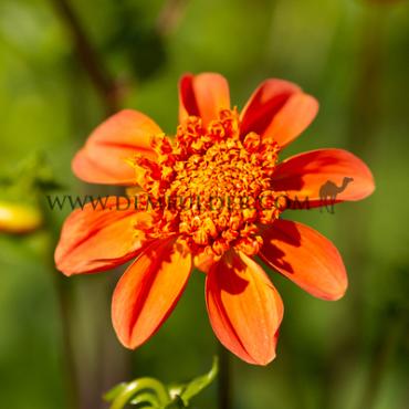 Anemone Flowered Josie Dahlia Josie (x 35)