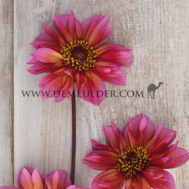Anemone Flowered Princess Nadine Dahlia Princess Nadine (x 35)