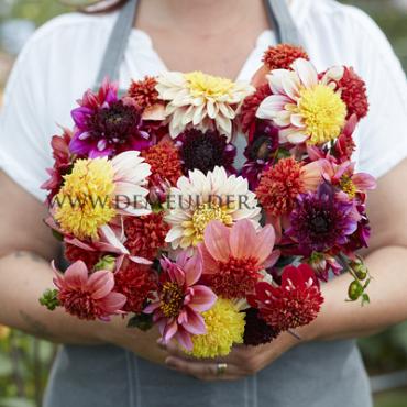 Anemone Flowered Princess Nadine Dahlia Princess Nadine (x 35)