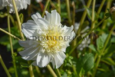 Anemone Flowered Zahra Dahlia Zahra (x 35)