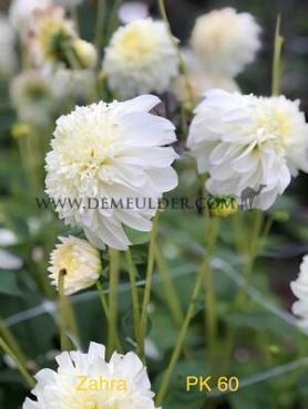 Anemone Flowered Zahra Dahlia Zahra (x 35)
