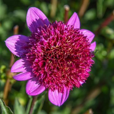 Anemone Flowered Abigail Dahlia Abigail (x 35)