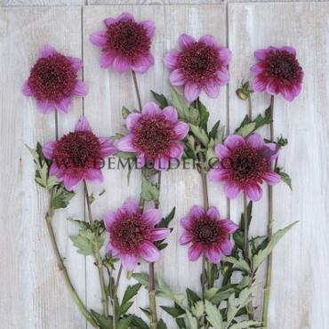 Anemone Flowered Abigail Dahlia Abigail (x 35)