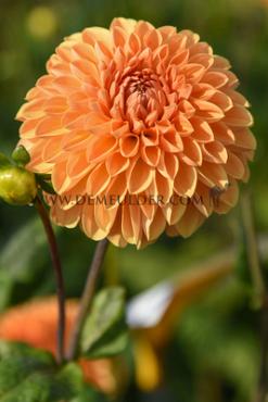 Ball Amber Crystal Dahlia Amber Crystal (x 35)