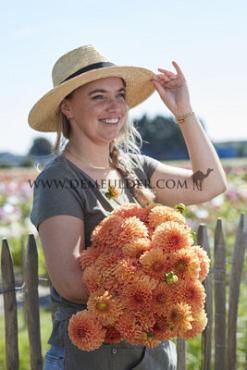 Ball Amber Crystal Dahlia Amber Crystal (x 35)