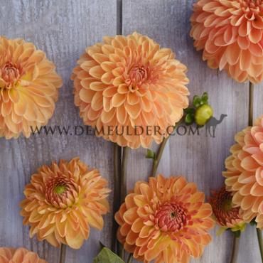 Ball Amber Crystal Dahlia Amber Crystal (x 35)