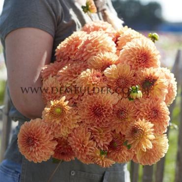 Ball Amber Crystal Dahlia Amber Crystal (x 35)