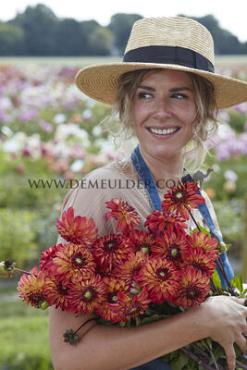 Ball Ding a Dong (Autumn Pumpkin) Dahlia Autumn Pumpkin (x 35)