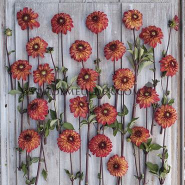 Ball Ding a Dong (Autumn Pumpkin) Dahlia Autumn Pumpkin (x 35)