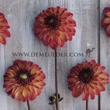 Ball Ding a Dong (Autumn Pumpkin) Dahlia Autumn Pumpkin (x 35)