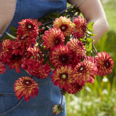 Ball Ding a Dong (Autumn Pumpkin) Dahlia Autumn Pumpkin (x 35)