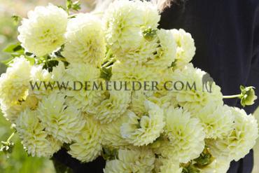 Ball Banana Baby Dahlia Banana Baby (x 35)