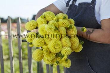 Ball Britt Dahlia Britt (x 35)