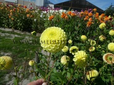 Ball Britt Dahlia Britt (x 35)