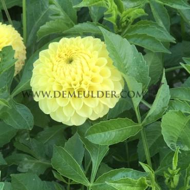 Ball Britt Dahlia Britt (x 35)