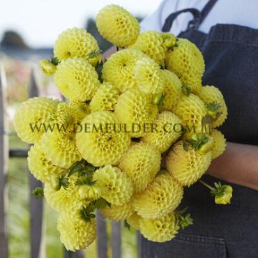 Ball Britt Dahlia Britt (x 35)