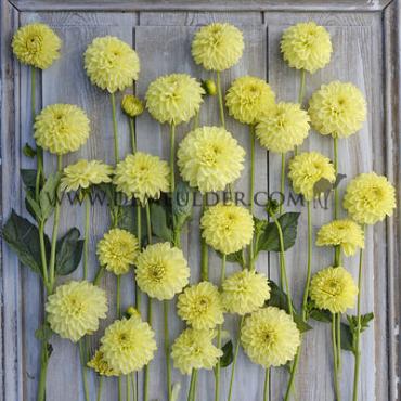 Ball Golden Eye Dahlia Golden Eye (x 35)