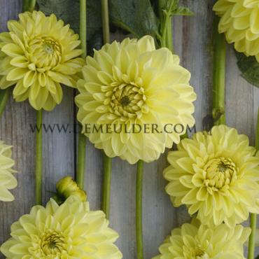 Ball Golden Eye Dahlia Golden Eye (x 35)