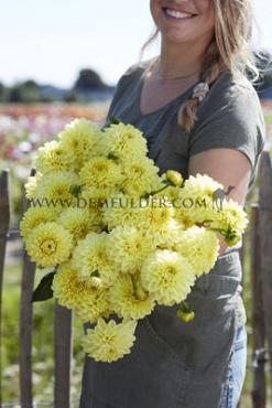 Ball Golden Eye Dahlia Golden Eye (x 35)