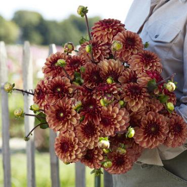 Ball High Fidelity Dahlia High Fidelity (x 35)