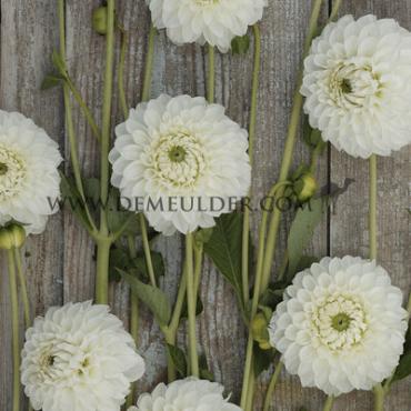 Ball Ice Ice Baby Dahlia Ice Baby (x 35)