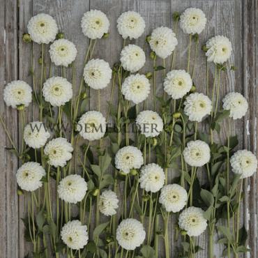 Ball Ice Ice Baby Dahlia Ice Baby (x 35)