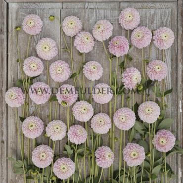 Ball Marshmellow Baby Dahlia Marshmellow Baby (x 35)