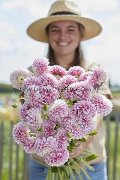 Ball Marshmellow Baby Dahlia Marshmellow Baby (x 35)