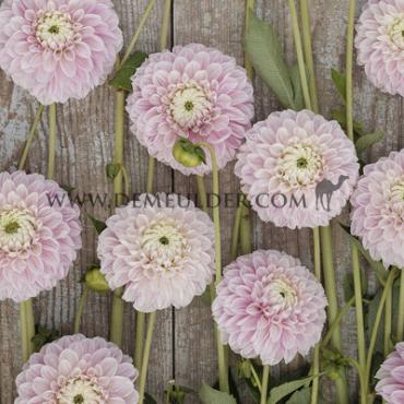 Ball Marshmellow Baby Dahlia Marshmellow Baby (x 35)