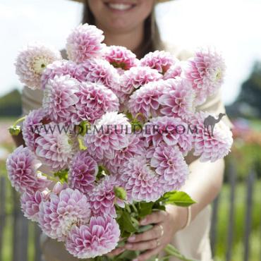 Ball Marshmellow Baby Dahlia Marshmellow Baby (x 35)