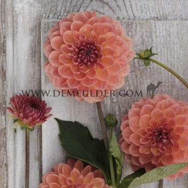 Ball Orange Breeze Dahlia Orange Breeze (x 35)