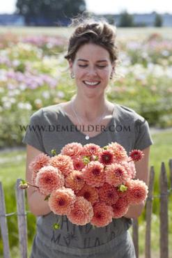Ball Orange Breeze Dahlia Orange Breeze (x 35)