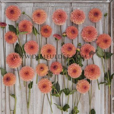 Ball Orange Breeze Dahlia Orange Breeze (x 35)