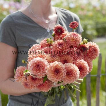 Ball Orange Breeze Dahlia Orange Breeze (x 35)
