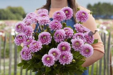 Ball Veerle Dahlia Veerle (x 35)