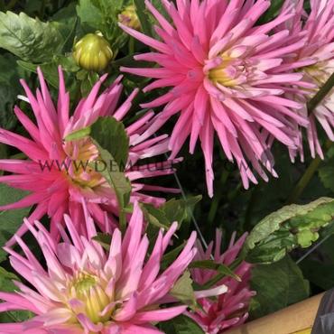 Cactus Of Semicactus Dwarf Park Princess Dahlia Park Princess (x 35)